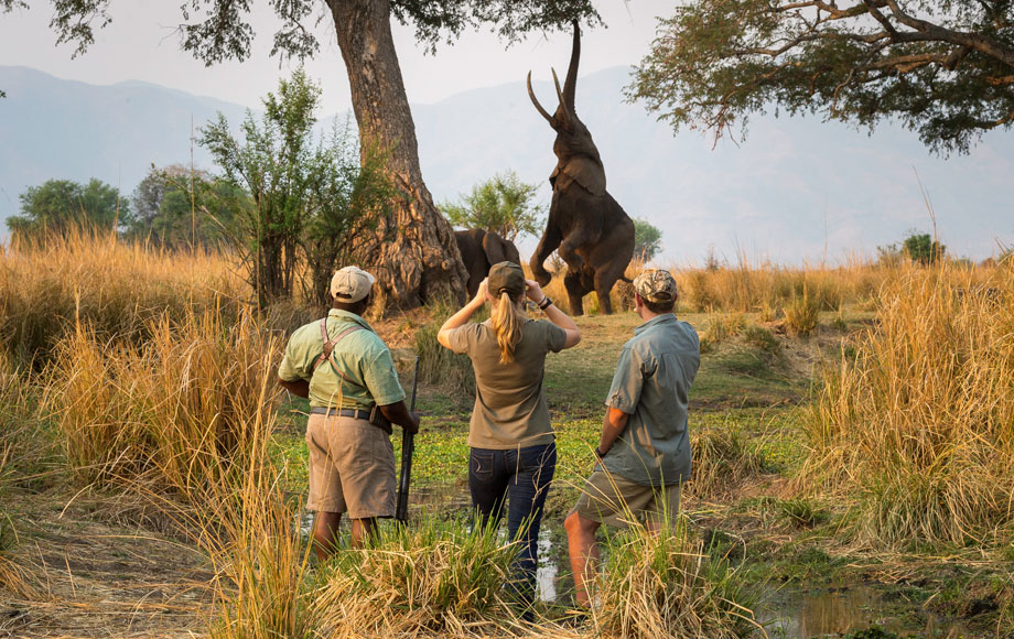 African Wildlife Safaris